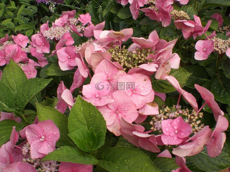 八仙花,花,开花