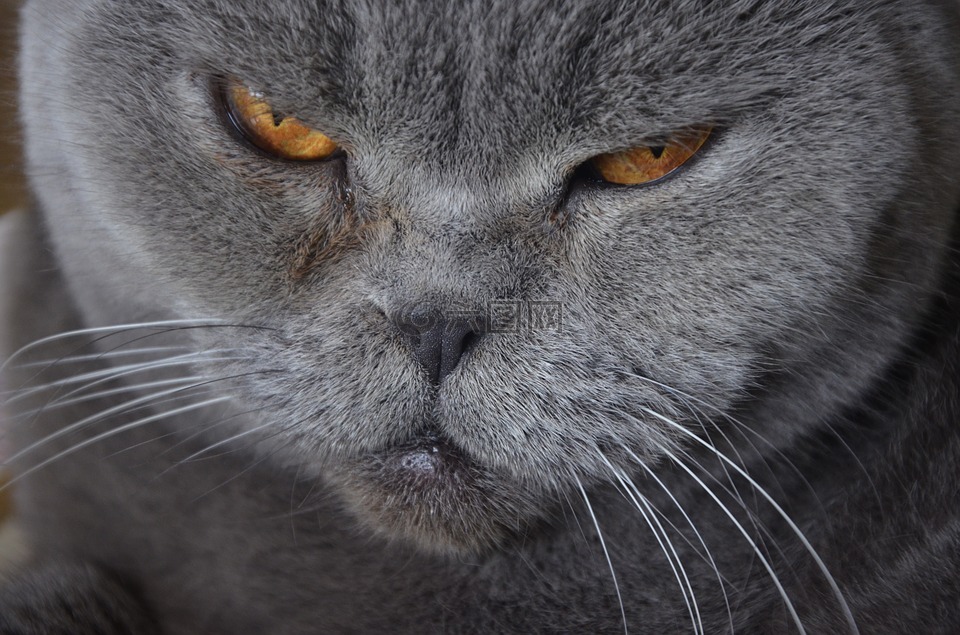 猫,动物,英国的