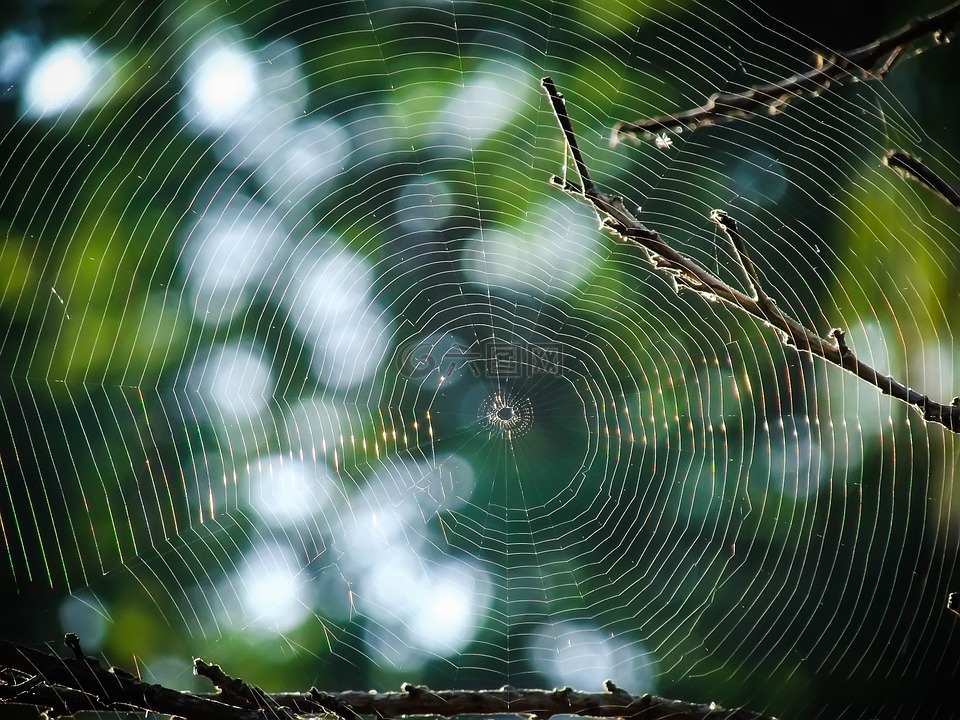蛛网,web,蜘蛛