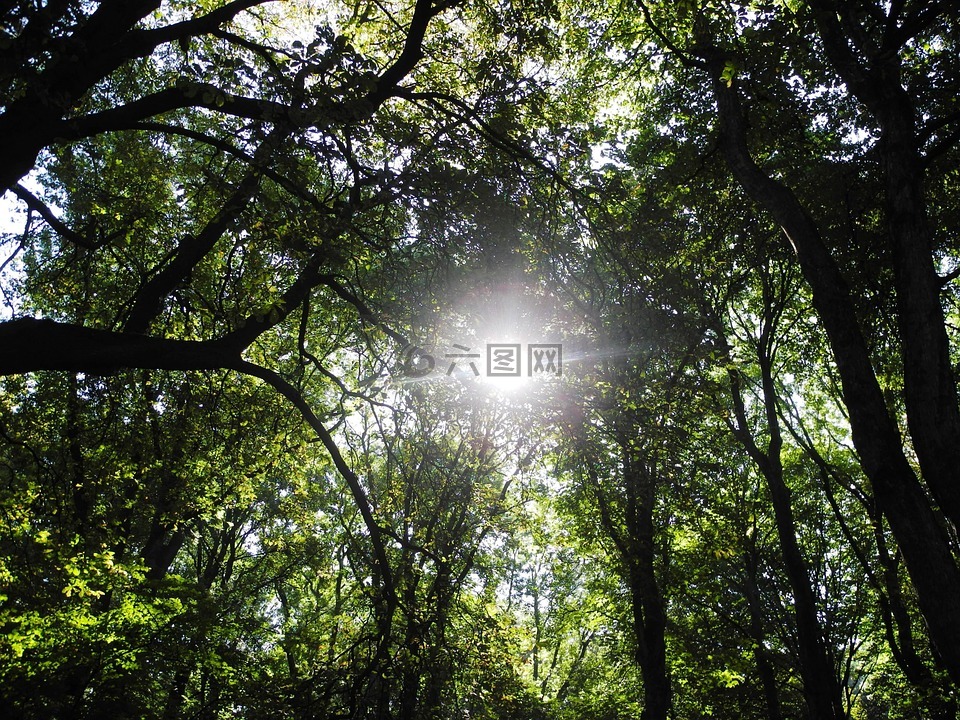 樹,太陽,墳場(chǎng)