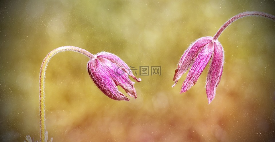 pasque 種常見的花,白頭翁尋常型,花