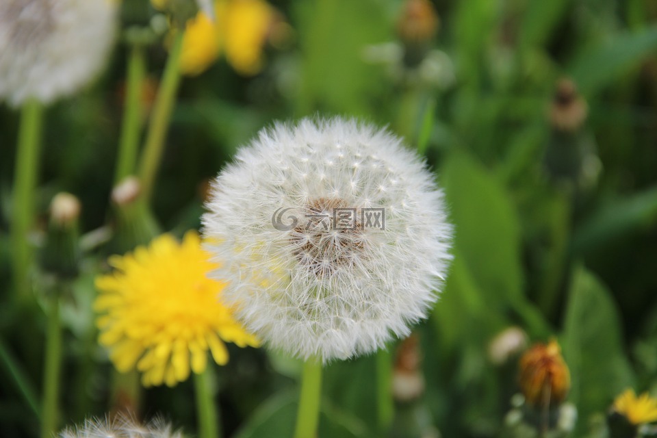 蒲公英,花,蒲公英褪色