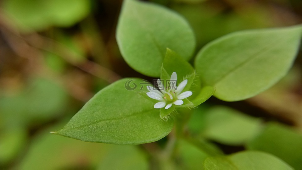 小花,野花,清新