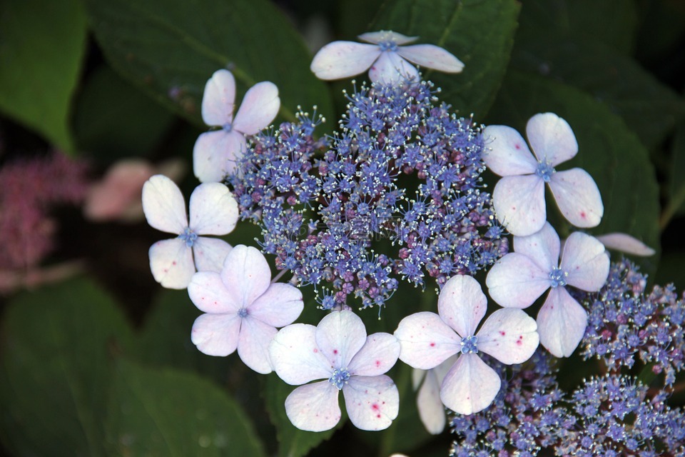 蓝色,花,开花
