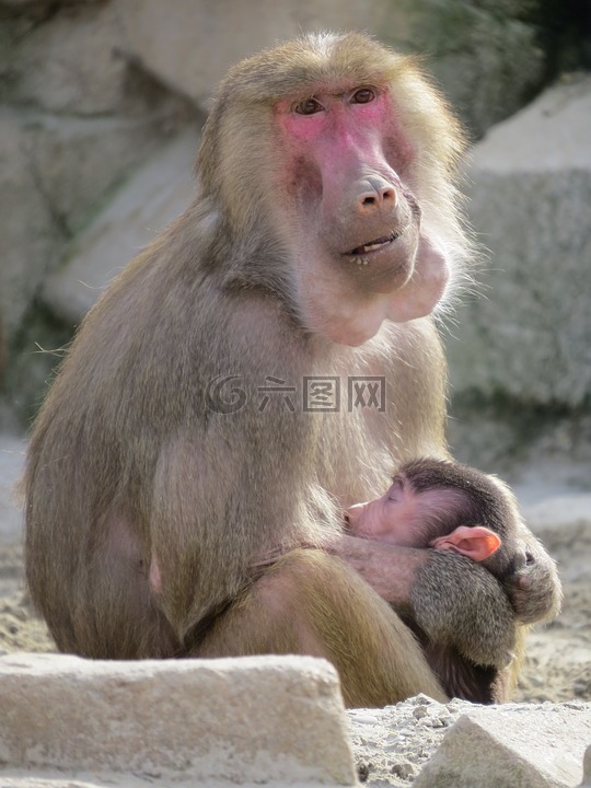 狒狒,猴子,動(dòng)物園