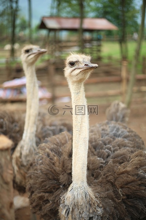 動物園,鴕鳥,羽毛