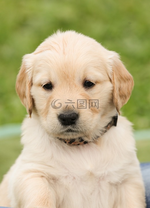 小狗,狗,金毛猎犬
