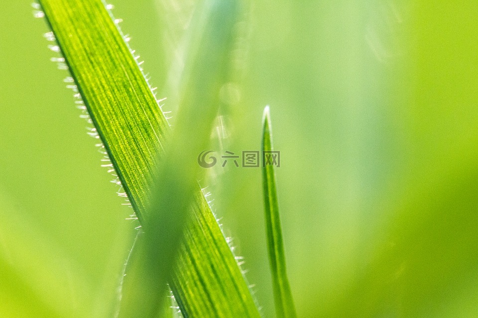 草,草地,绿色