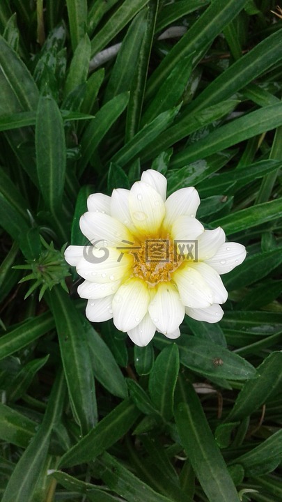 flower,daisy,blossom