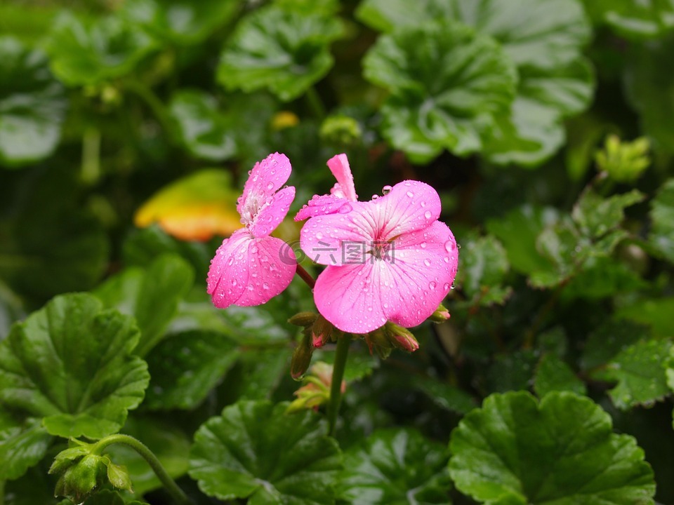 粉色,鮮花,綠色