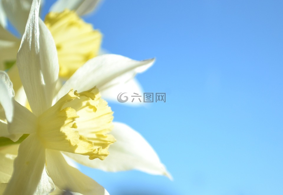 喇叭花,藍色,黃色
