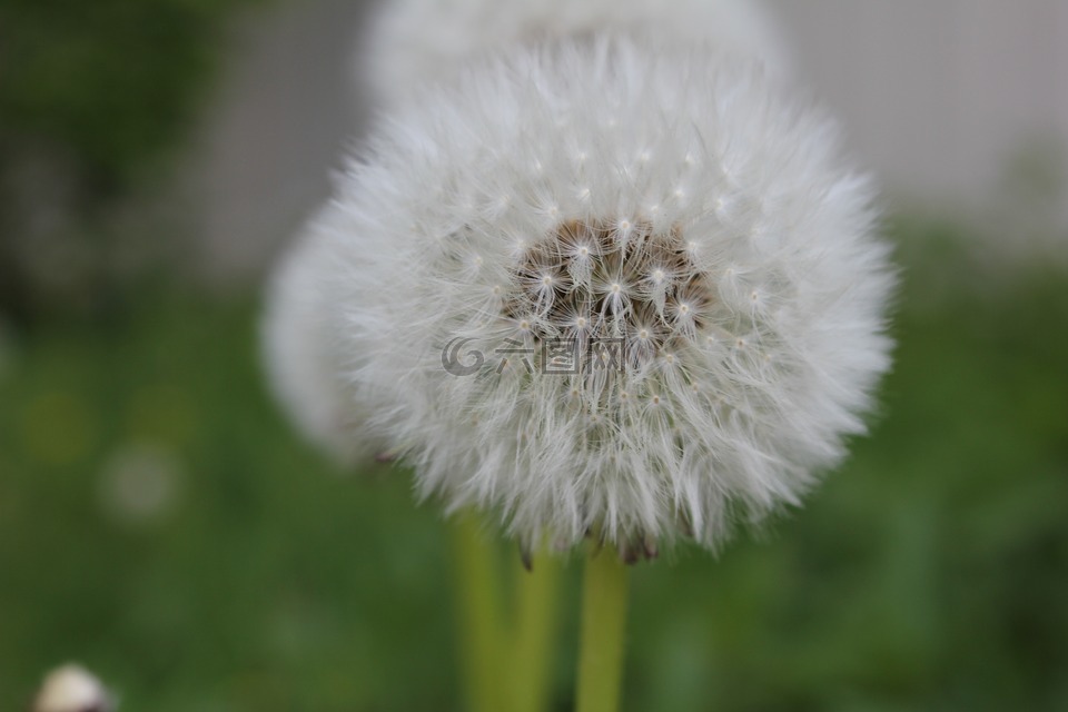 蒲公英,花,毛茛