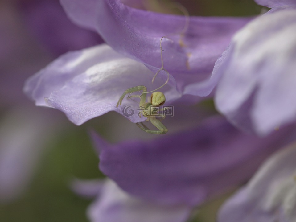 紫色,花,蜘蛛