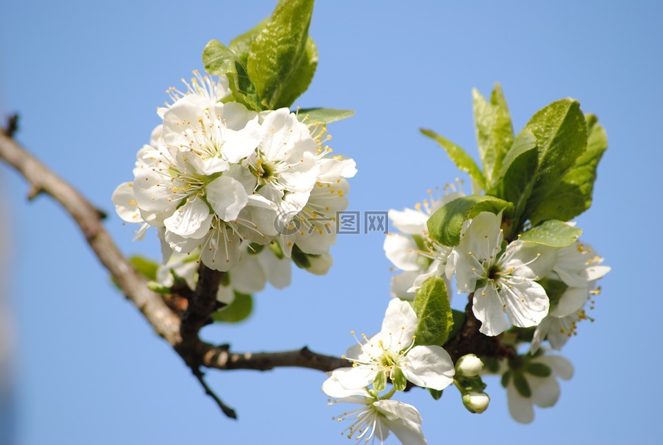 鮮花,蘋果樹,葉