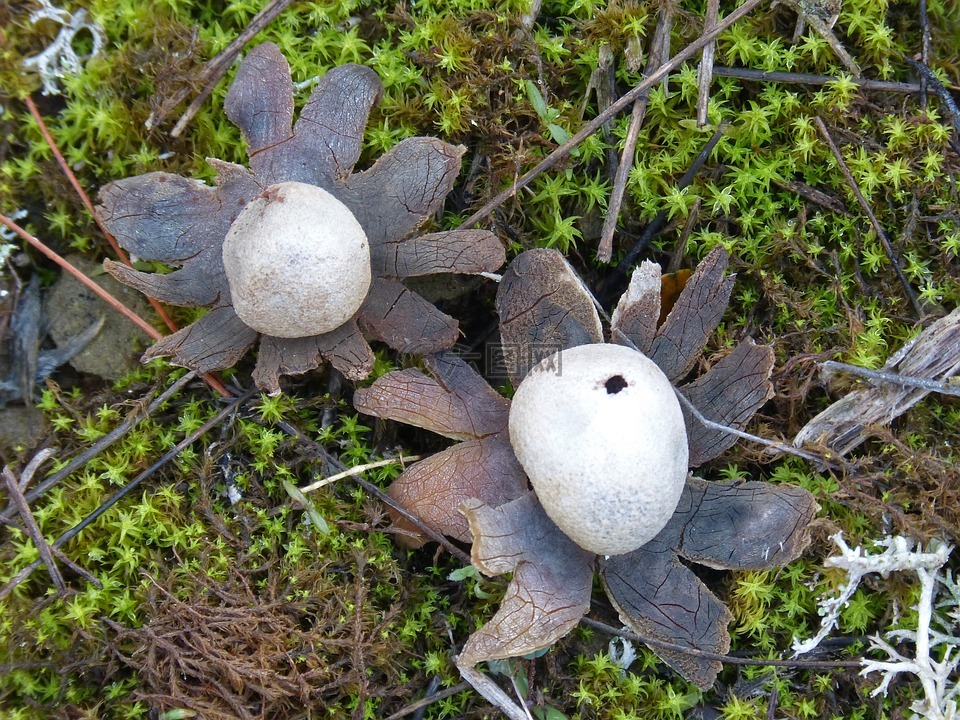 astraeus hygrometricus,地球星,蘑菇