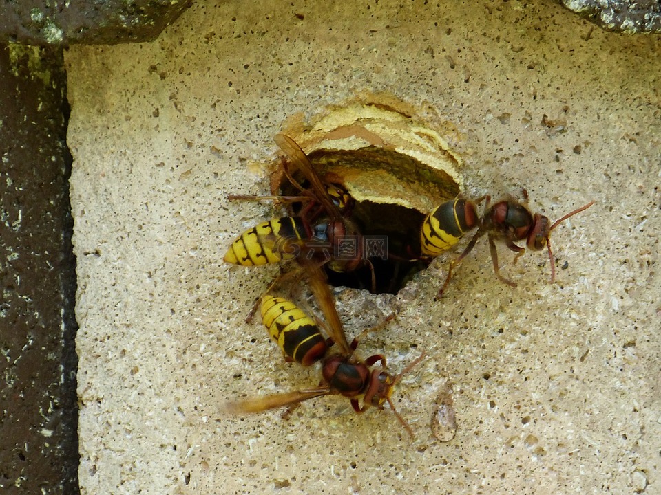 大黃蜂,大黃蜂類 crabro,動物