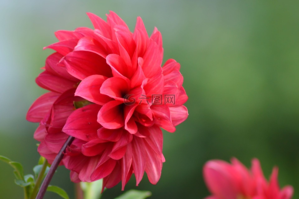 嬌琴紗,紅色,夏季