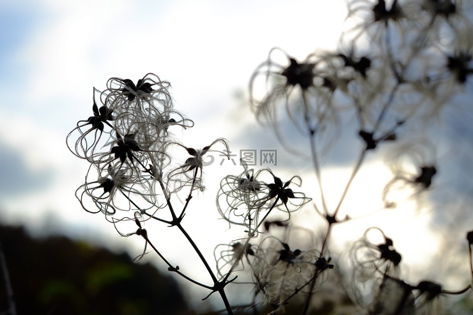 花,开花,自然
