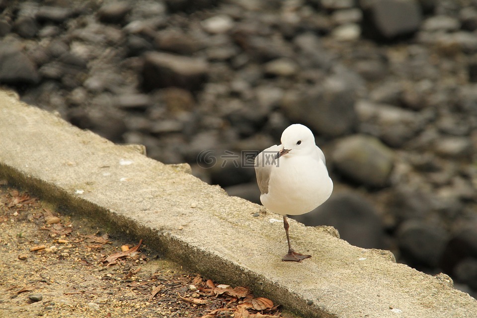 紐西蘭,海鷗,特寫