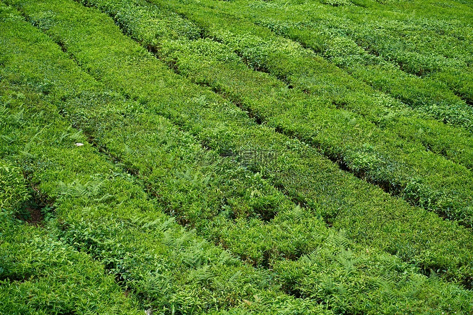 茶,茶园,美丽