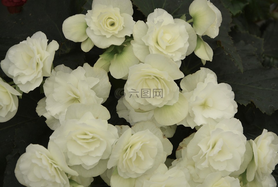 鮮花,海棠白,白色的花