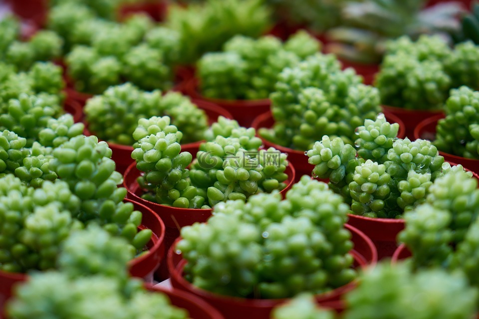 仙人掌,植物,宏