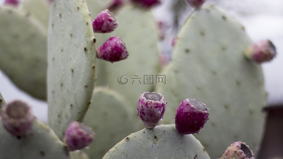 仙人掌,花,绿色