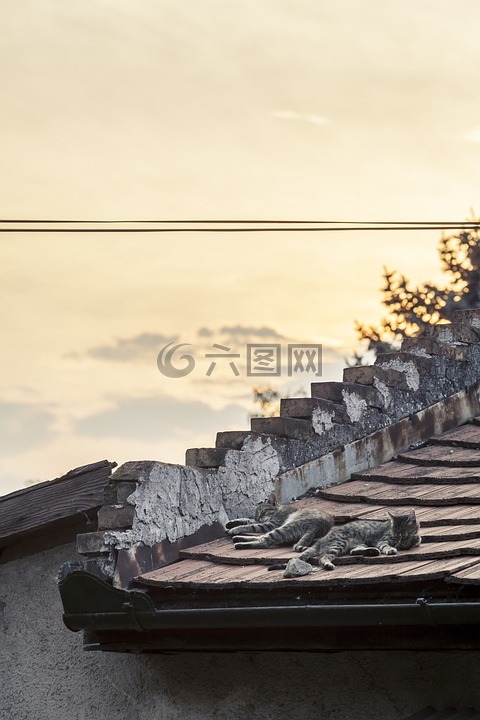 貓,睡眠,天臺