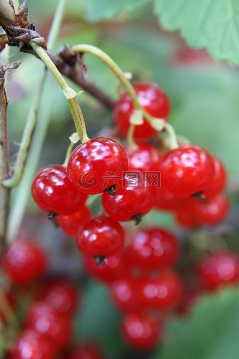黑醋栗,紅醋栗,花園