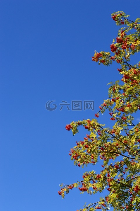 洛恩,天空,莓果