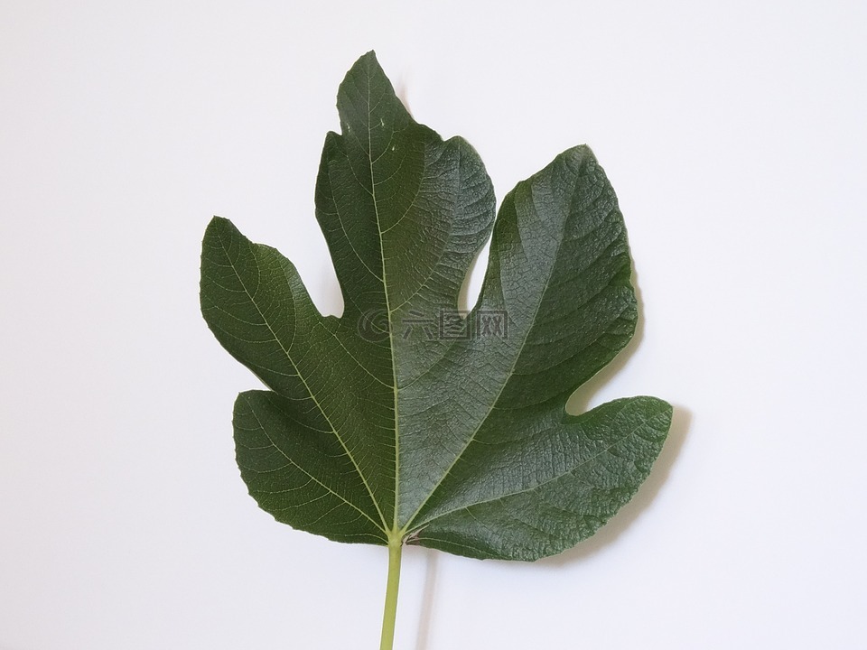 無花果,植物,健康
