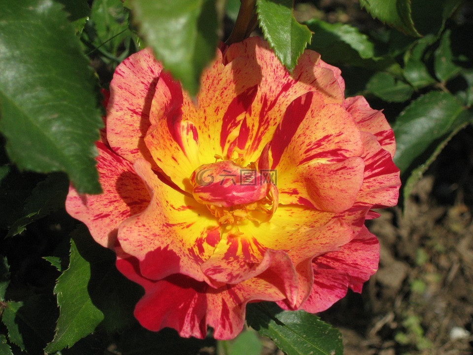 玫瑰,花園,薔薇科