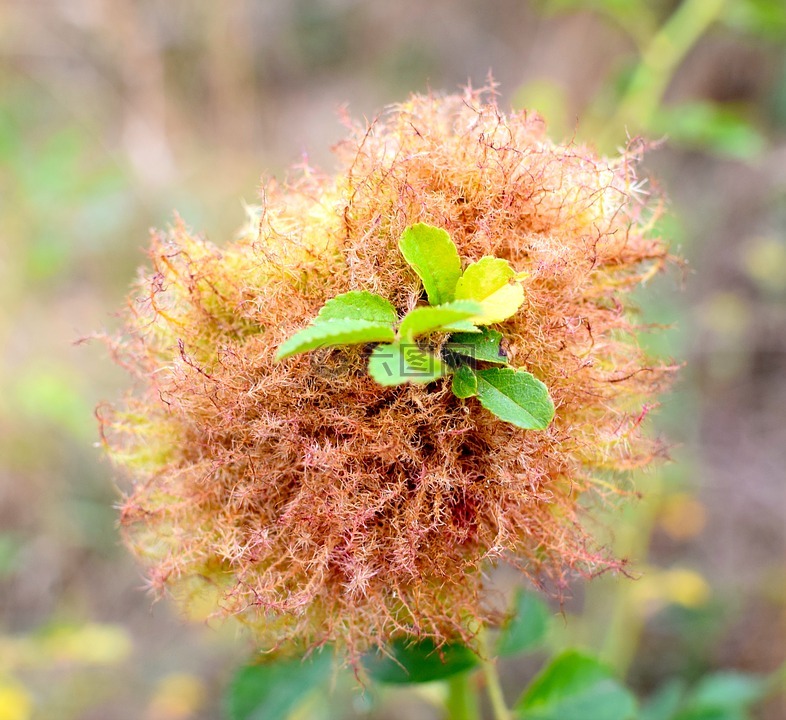 野生植物,種子,性質(zhì)