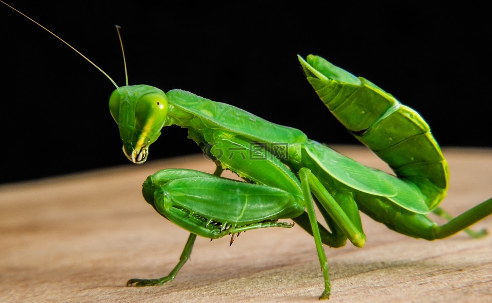 螳螂,捕鱼蝗虫,绿色