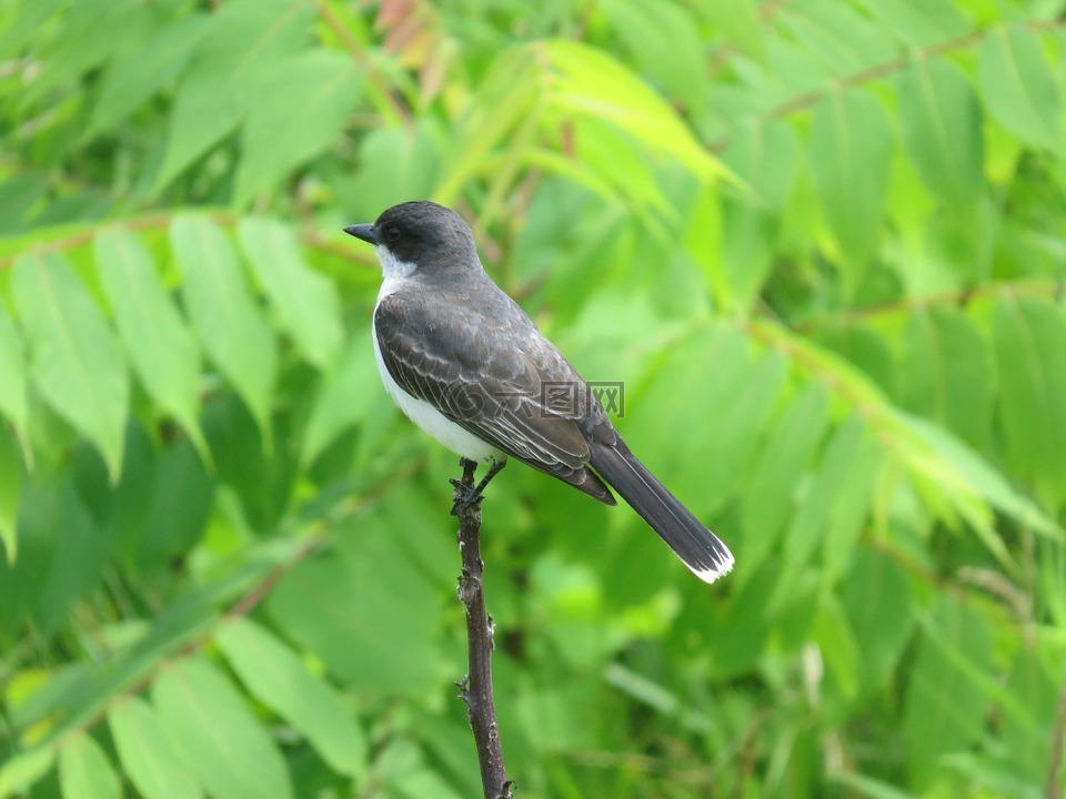 東部康博,鳥,野生動物