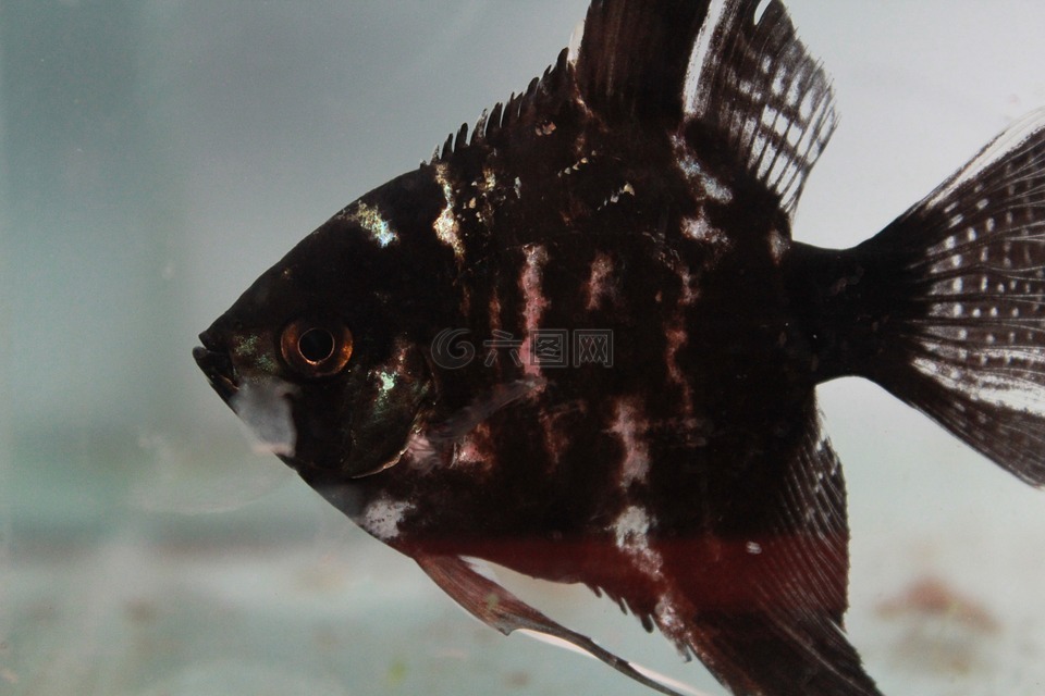 魚,黑,魚缸
