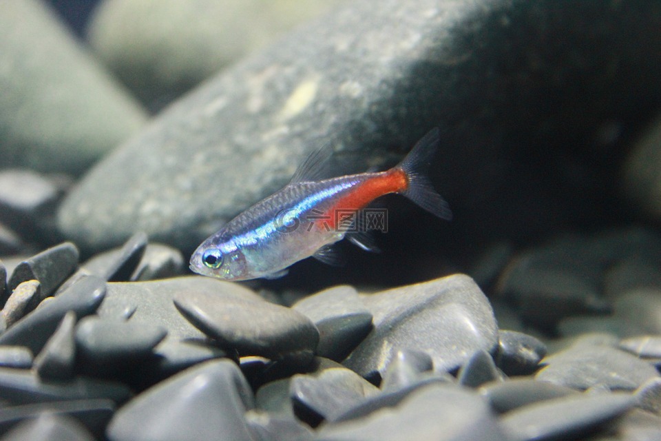 魚,小,霓虹燈