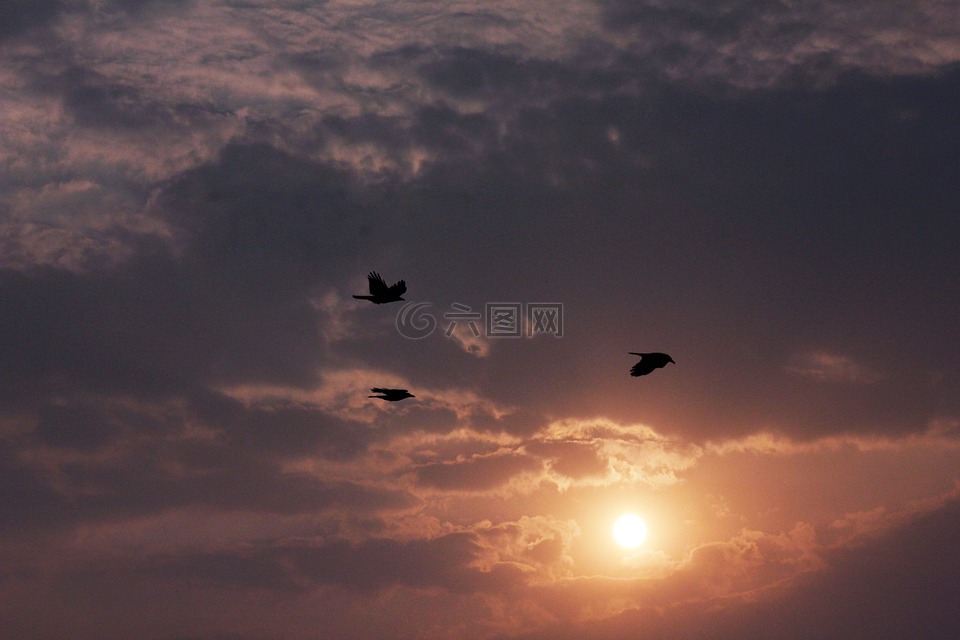日落,美麗,鳥