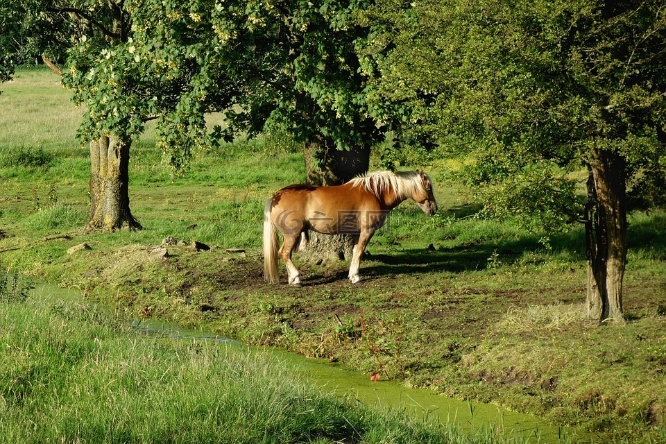 馬,haflinger,品種