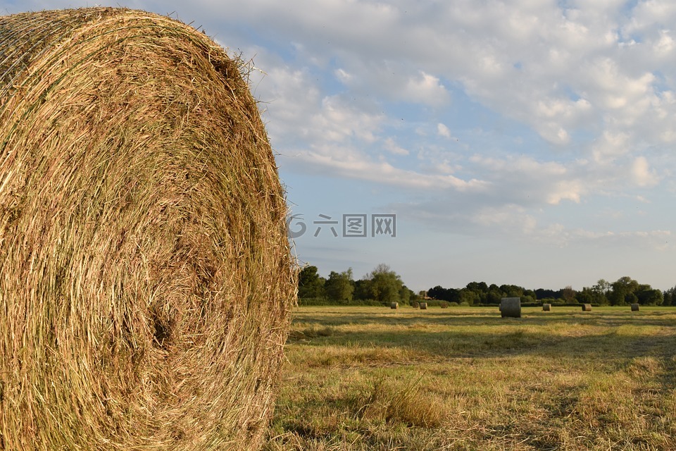 干草,干草捆,農(nóng)業(yè)