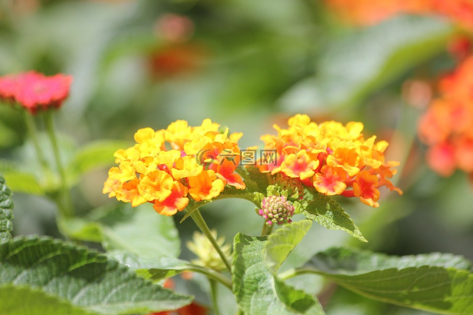 面粉,橙色,小