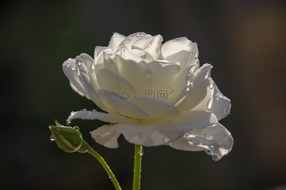玫瑰,花卉,灌木玫瑰