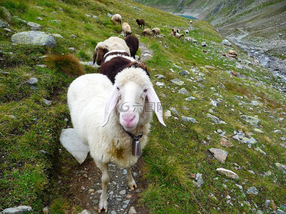阿爾卑斯山,羊,奧地利