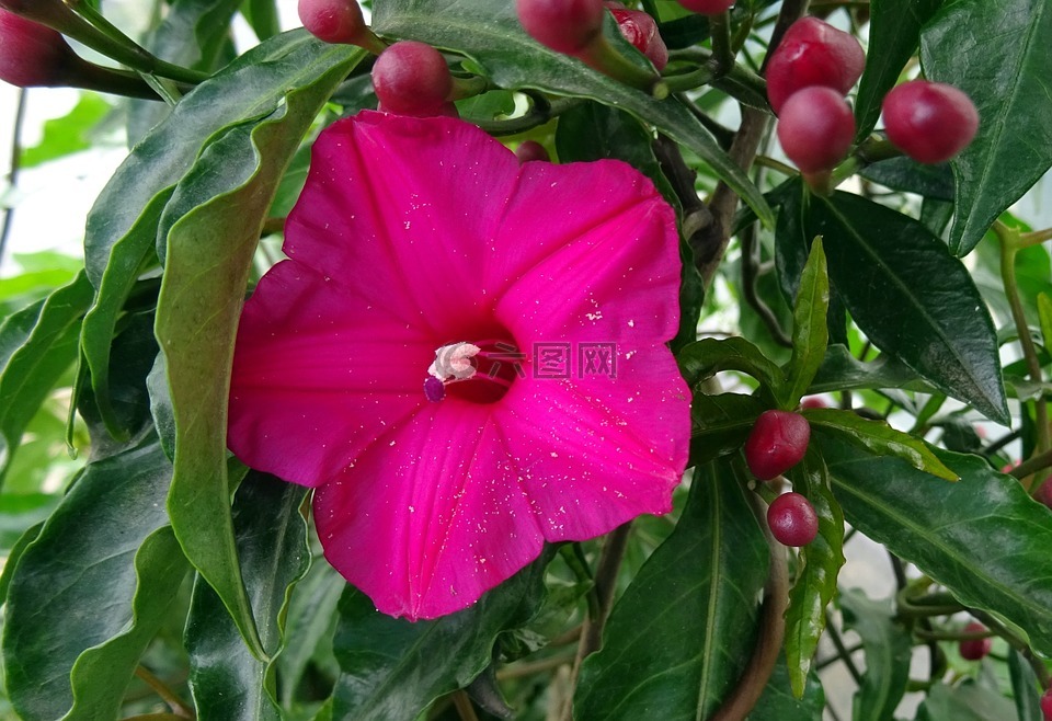 基數(shù)爬蟲,花,藤