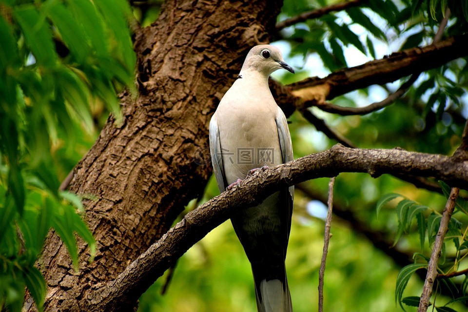 鳥(niǎo),鴿子,自然