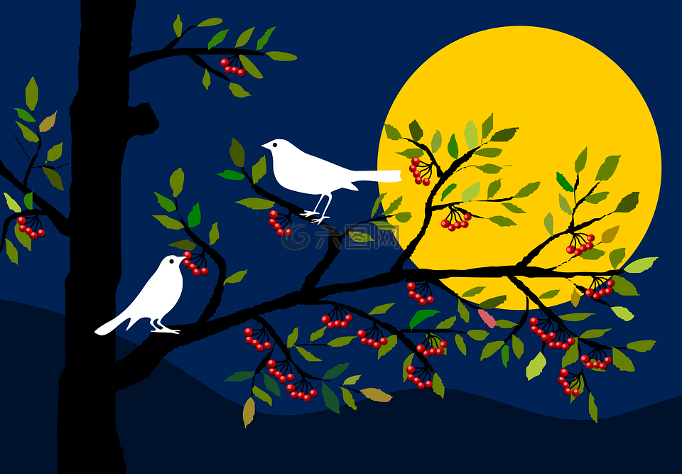 動物,鳥類,鳥