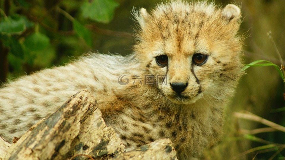 幼仔,猎豹,bigcat