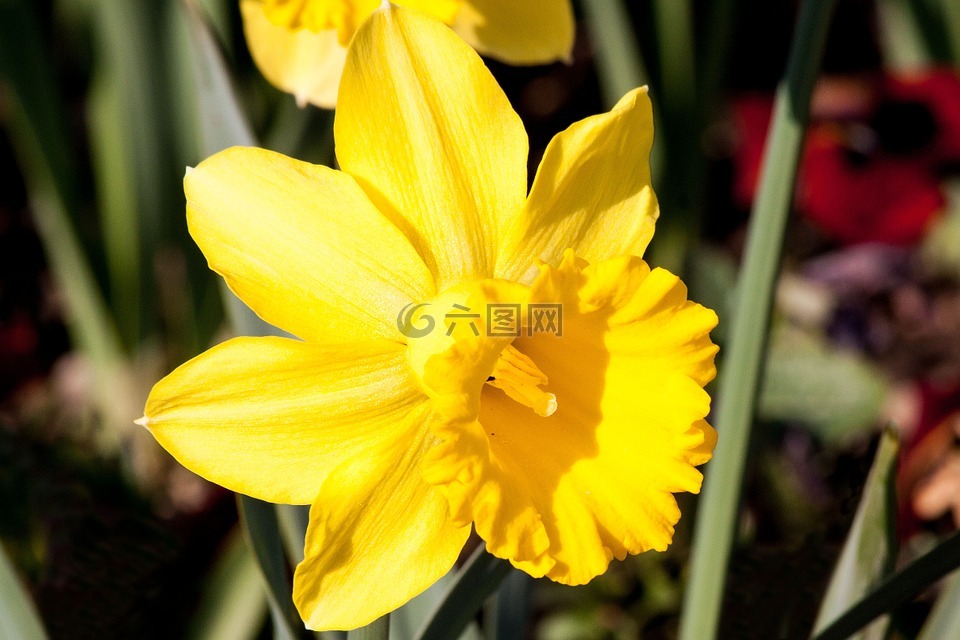 水仙 pseudonarcissus,喇叭水仙,ostergloeckchen