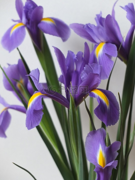 鸢尾花,鲜花,花的