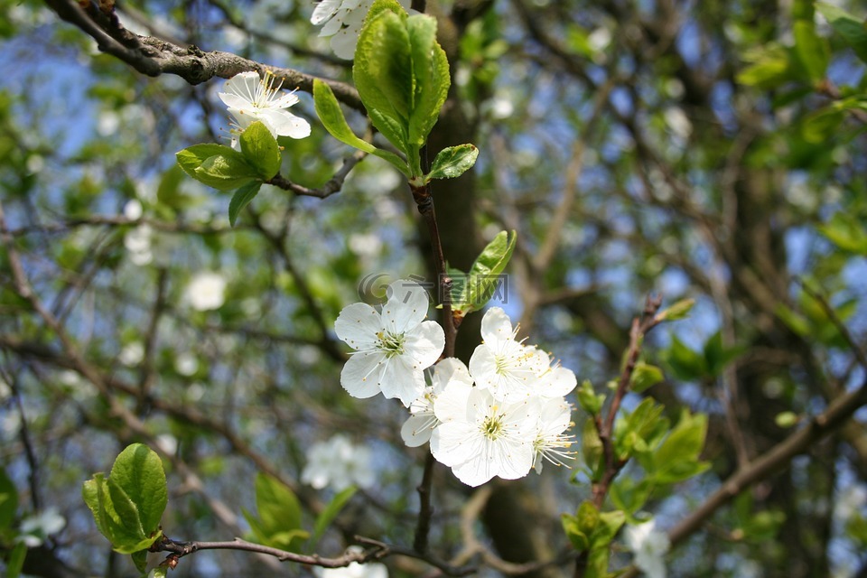 春,鮮花,樹